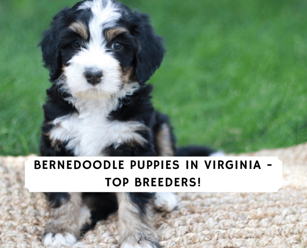 Bernedoodle Puppies in Virginia