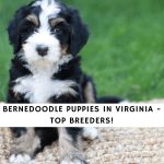 Bernedoodle Puppies in Virginia