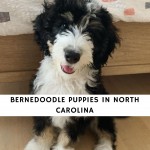 Bernedoodle puppies in North Carolina