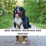 Best Bernese Mountain Dog Rescues