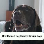Best Canned Dog Food for Senior Dogs