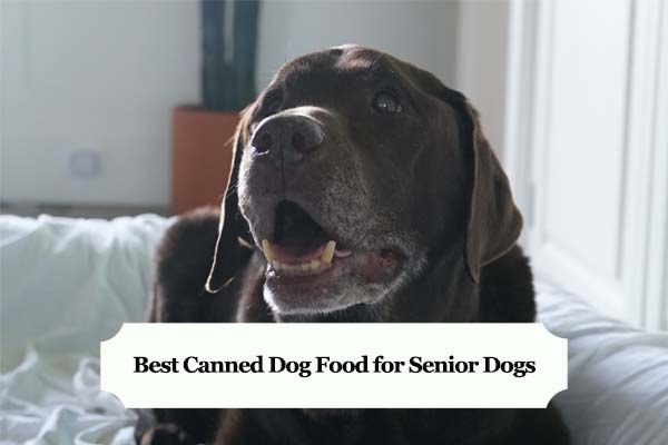 is wet dog food better for older dogs