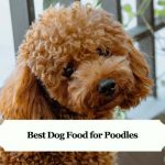 Best Dog Food for Poodles