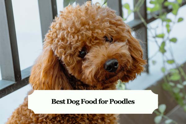 what do poodles diet