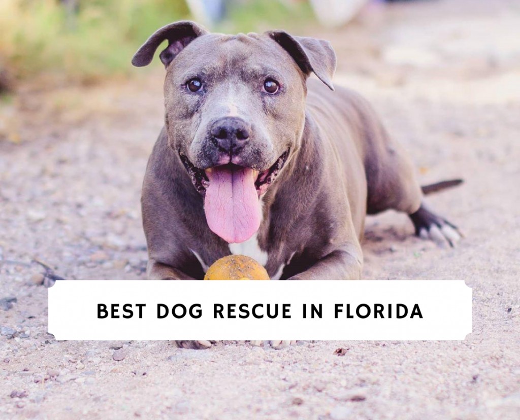 Best Dog Rescue in Florida