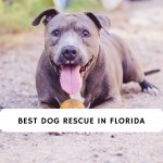 Best Dog Rescue in Florida