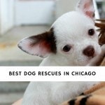 Best Dog Rescues in Chicago