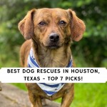 Best Dog Rescues in Houston, Texas - Top 7 Picks!
