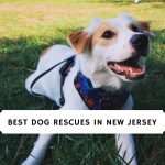 Best Dog Rescues in New Jersey