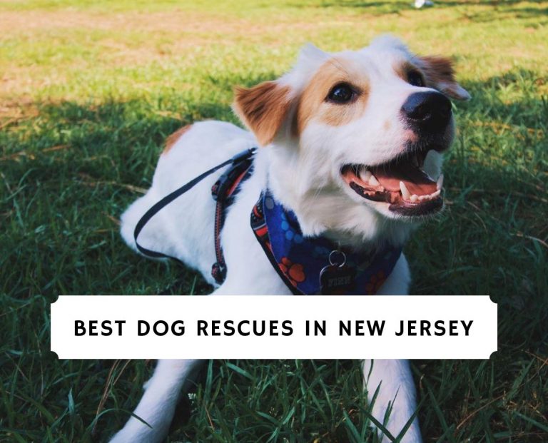 Best Dog Rescues in New Jersey Top 6 Picks!