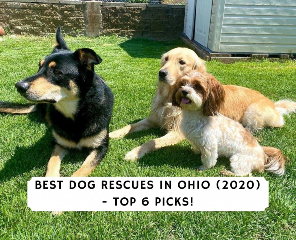 Best Dog Rescues In Ohio 2021 Top 6 Picks We Love Doodles