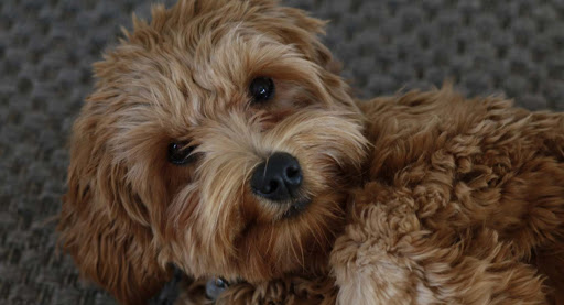 Labradoodle Breeders In Wisconsin - Top 5 Picks! - We Love Doodles