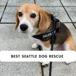 Best Seattle Dog Rescue