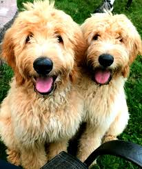 Bittersweet Goldendoodles