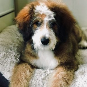 sable bernedoodle puppies