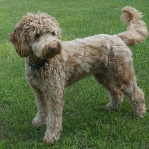  Labradoodle Black Creek