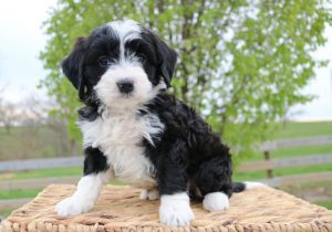 black and white bernedoodle puppy