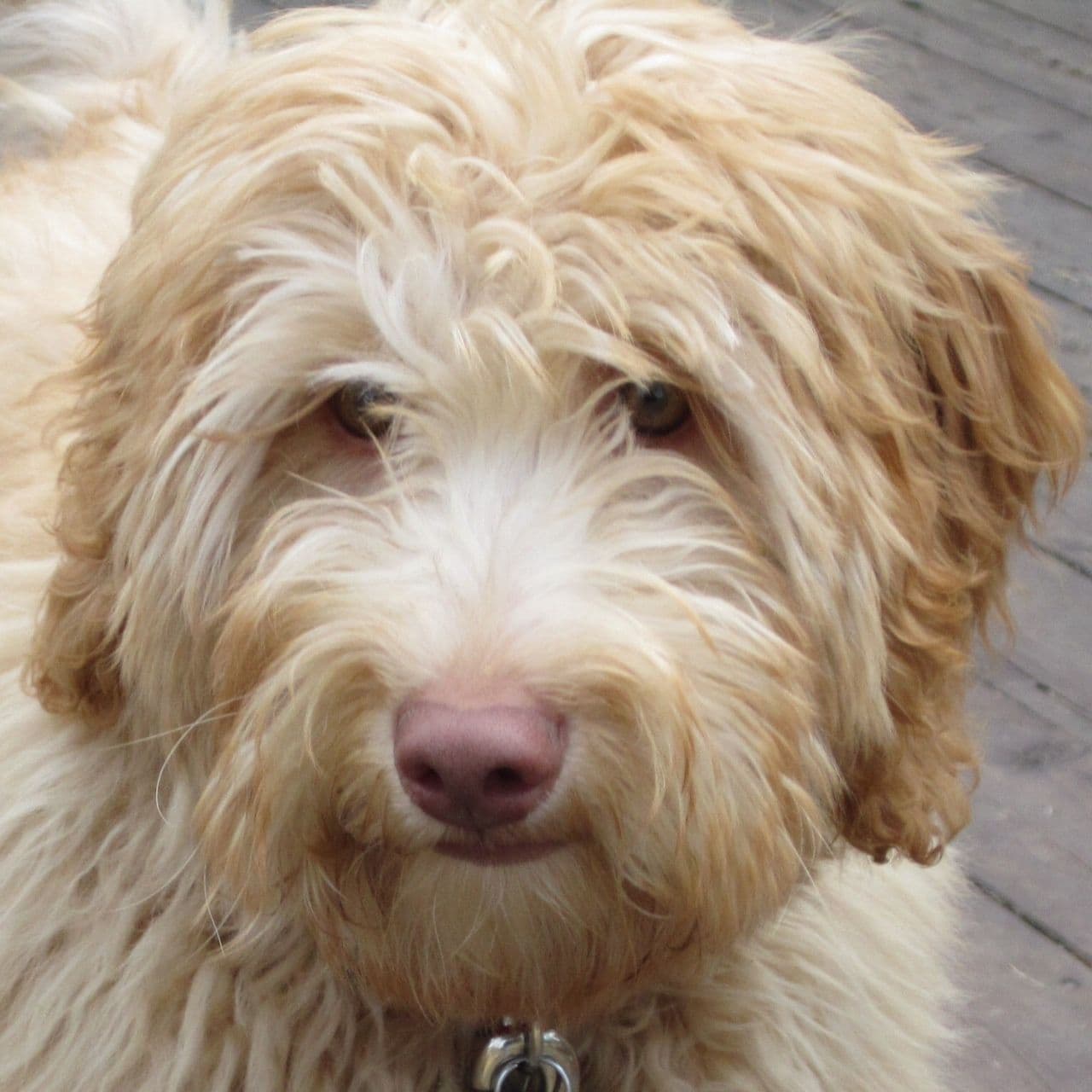 Labradoodle Breeders In Wisconsin - Top 5 Picks! - We Love Doodles