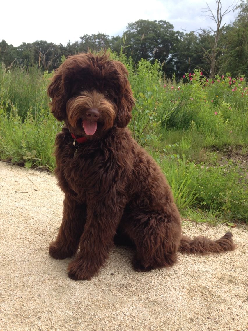 brown labradoodle stuffed animal