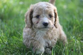 Maltipoo Puppies For Sale In Ohio Top 5 Breeders 2021 We Love Doodles