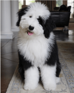 mini sheepadoodle rescue