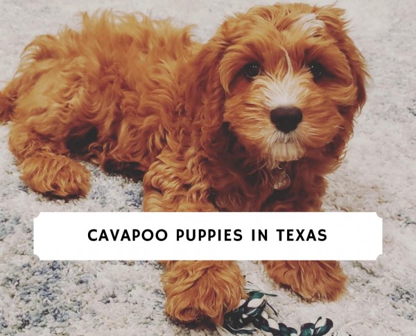 Cavapoo Puppies in Texas – Top 6 Breeders!