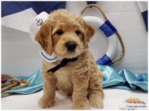 Goldendoodle Puppies In Wisconsin Top 5 Breeders 2021 We Love Doodles