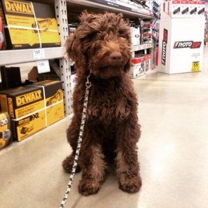 chocolate bernedoodle 