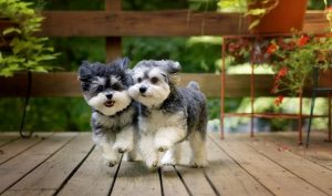 Come Scegliere un Maltipoo Cucciolo in Georgia