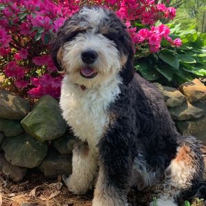 Bernedoodle Breeders in Virginia