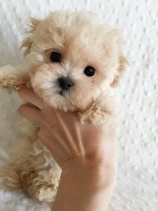 maltipoo puppies price range