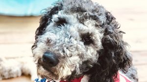 Maltipoo Rescues For Adoption Top 7 Picks 2021 We Love Doodles