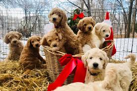 Goldendoodle Puppies In Virginia Top 5 Breeders 2021 We Love Doodles