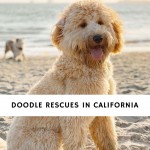 Doodle Rescues in California