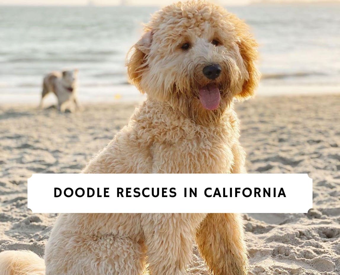 Doodle Rescues in California Top 5 Adoptions! (2024) We Love Doodles