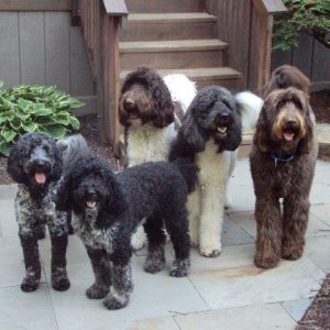 Goldendoodle Puppies In Virginia Top 5 Breeders 2021 We Love Doodles