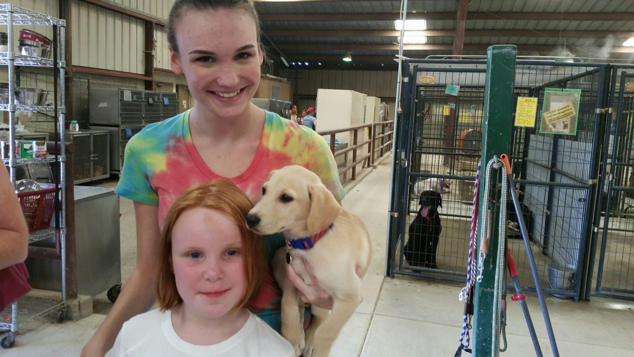 Best Dog Rescue in Florida Top 6 Picks!