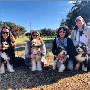 Bernedoodle Puppies In Texas Top 5 Breeders 2021 We Love Doodles