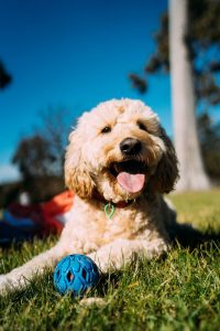 Cachorros Goldendoodle en Wisconsin