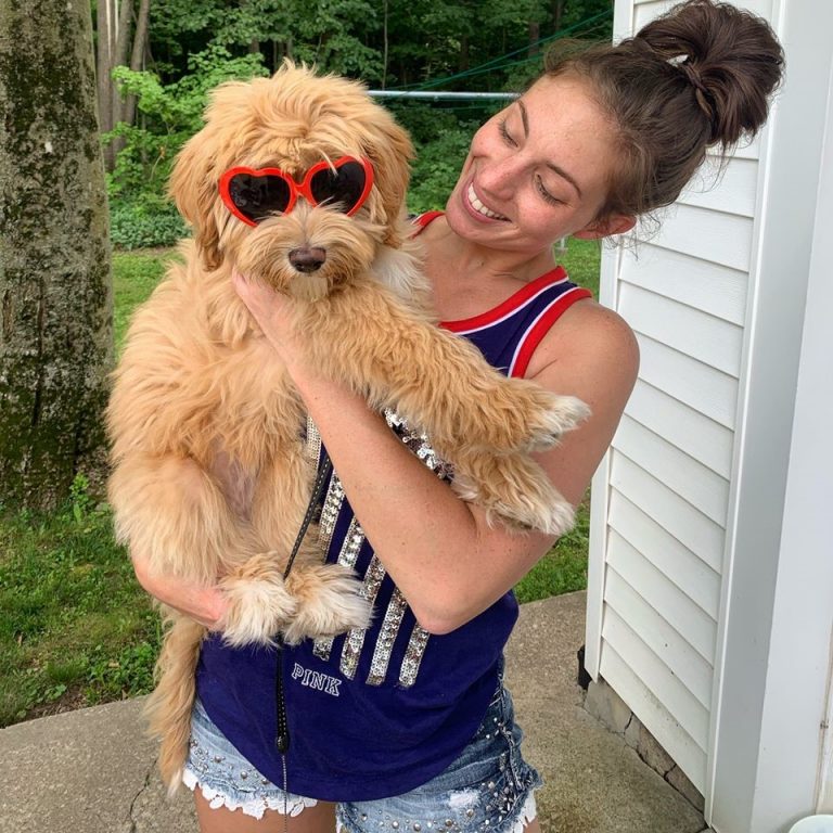 Goldendoodle Puppies in Wisconsin Top 7 Breeders! (2024) We Love