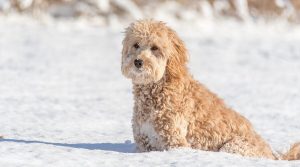 Goldendoodle tenyésztő