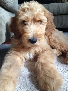 Goldendoodle Breeder in New Hampshire