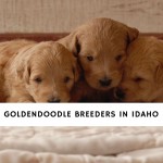 Goldendoodle Breeders in Idaho