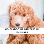 Goldendoodle Breeders in Louisiana