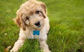 Goldendoodle Breeders in Louisiana (2020) - Top 5 Picks ...