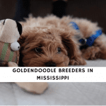 Goldendoodle Breeders in Mississippi