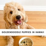Goldendoodle Puppies In Hawaii