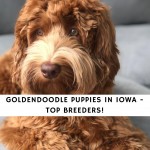 Goldendoodle Puppies In Iowa