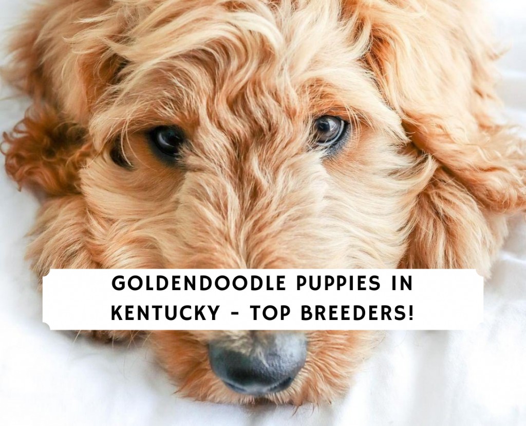 Goldendoodle Puppies In Kentucky Top 5 Breeders 2021 We Love Doodles