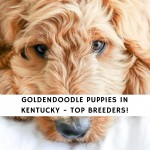 Goldendoodle Puppies In KentuckyGoldendoodle Puppies In Kentucky
